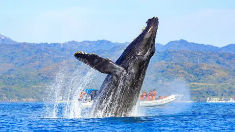 Ballena durante un recorrido de avistamiento