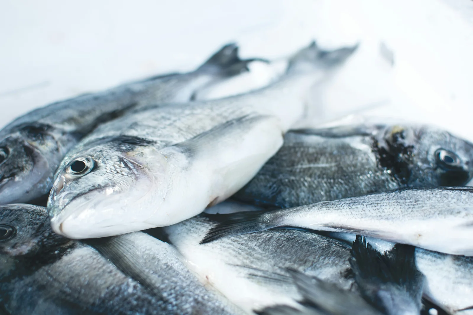 Pescado fresco expuesto en un mercado