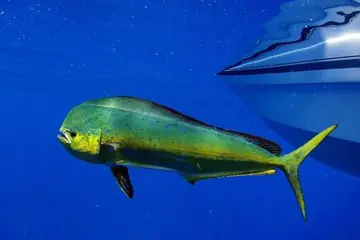 Pez dorado