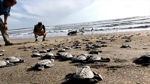 Crías de tortuga avanzando hacia el mar